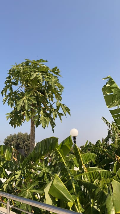 Gartenanlage Smy Kos Beach & Splash