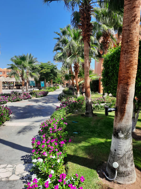 Gartenanlage Jaz Makadi Oasis Resort