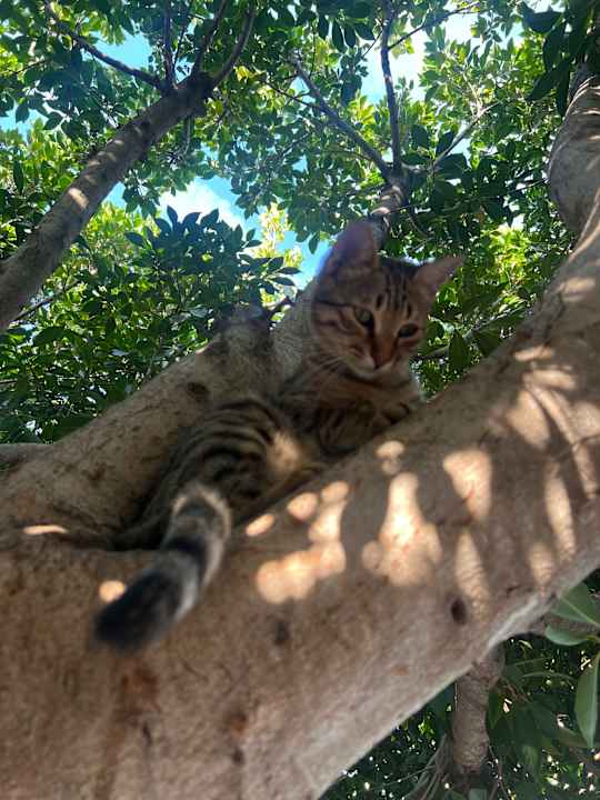 Gartenanlage Melas Lara Hotel