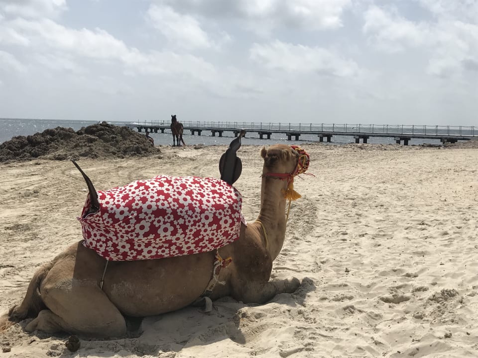 Strand Hotel El Mouradi Djerba Menzel