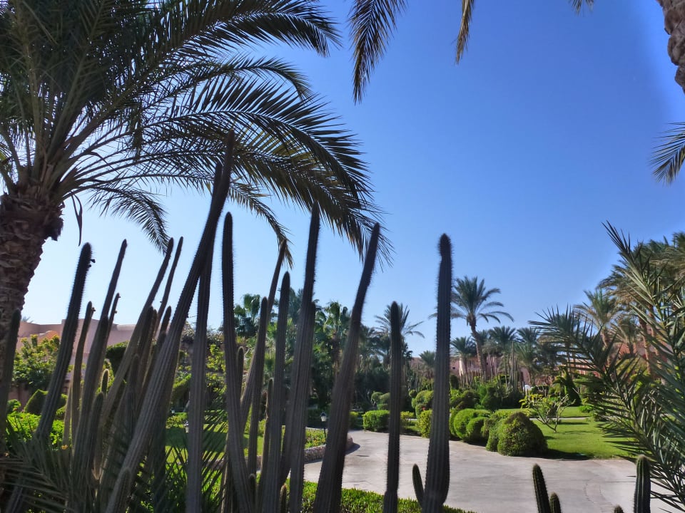 Garten Jaz Makadi Oasis Resort