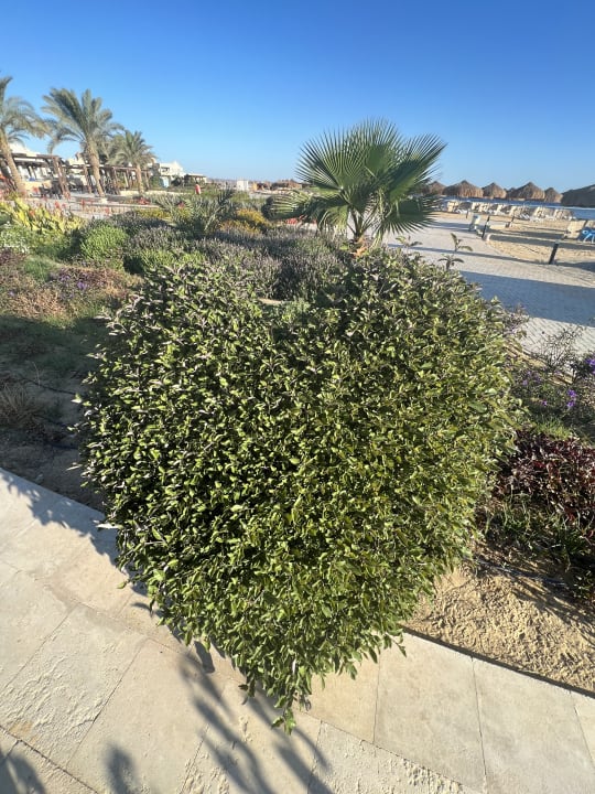 Gartenanlage Lazuli Hotel Marsa Alam