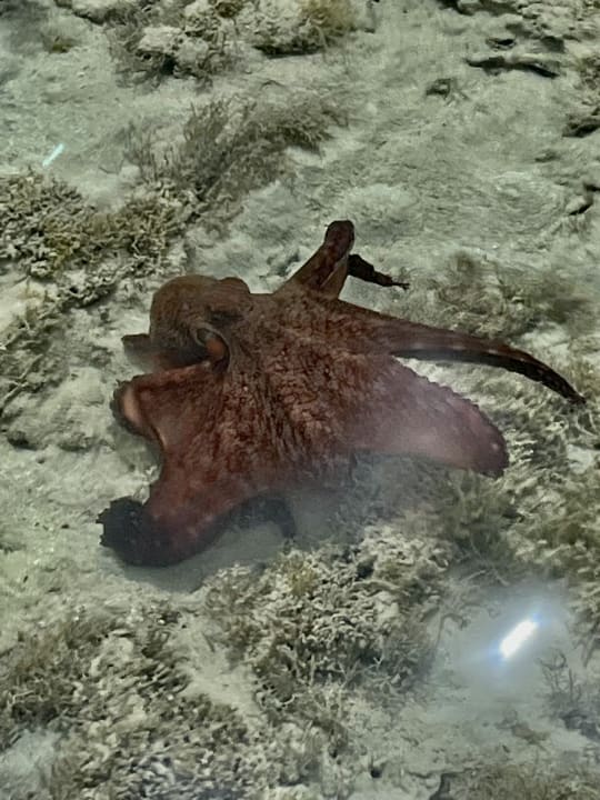 Strand Tropitel Sahl Hasheesh