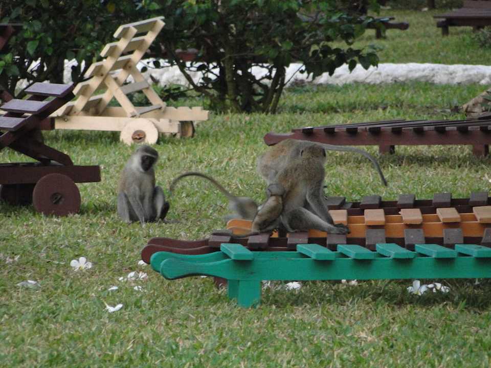 Die Hotelaffen Hotel Southern Palms Beach Resort