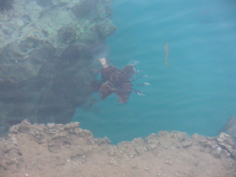 Skrzydlica Siva Golden Bay Makadi