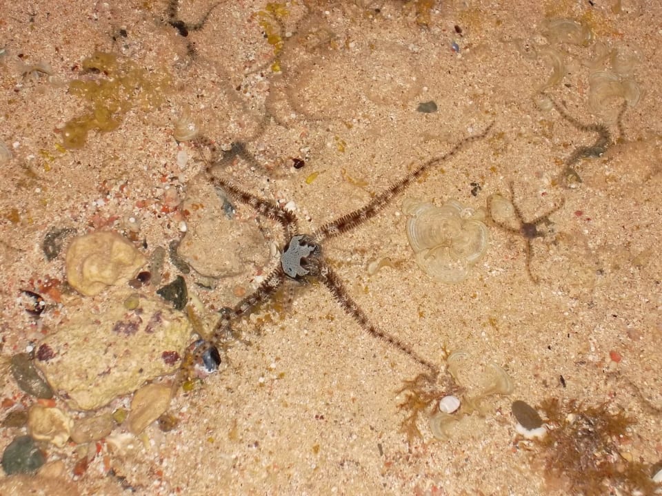 Hotel The Three Corners Sea Beach Resort Three Corners Sea Beach Resort