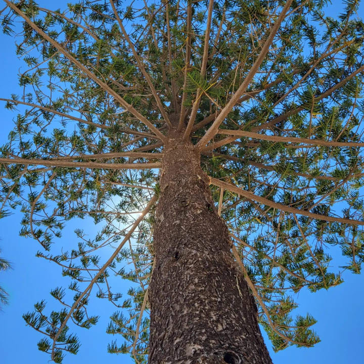 Gartenanlage CM Playa del Moro