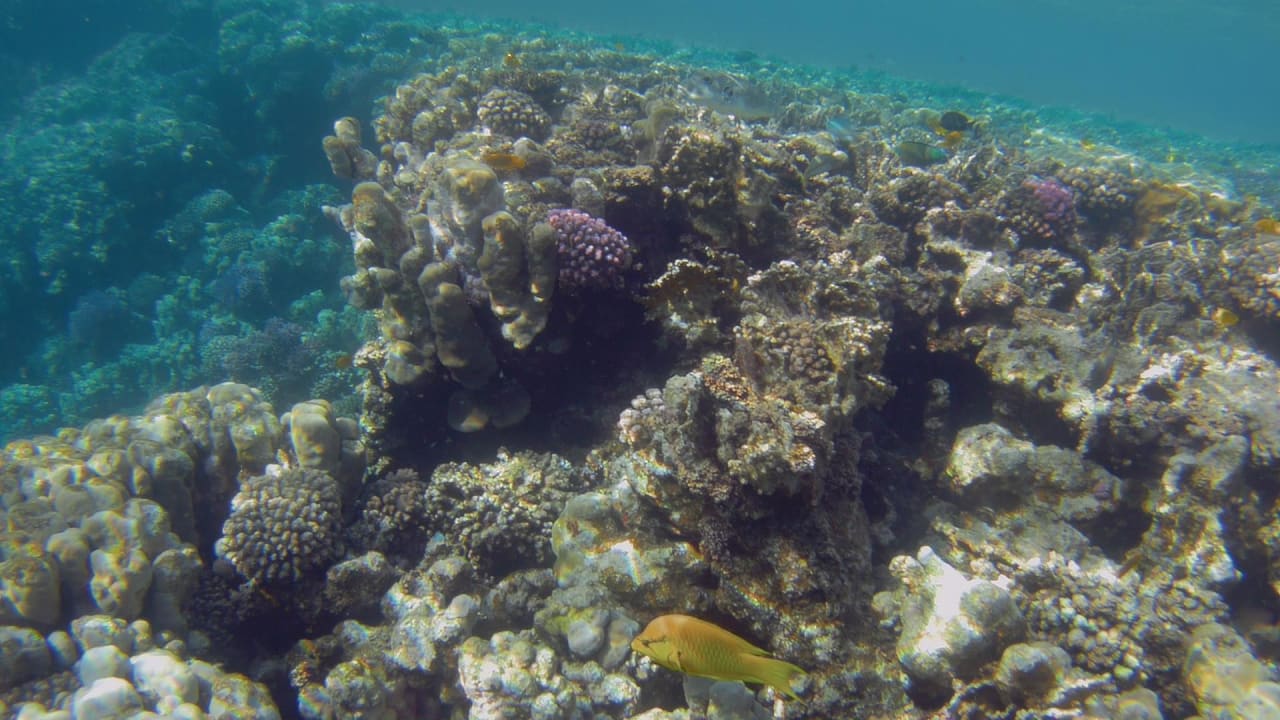 Sport & Freizeit Hotel Gorgonia Beach Resort