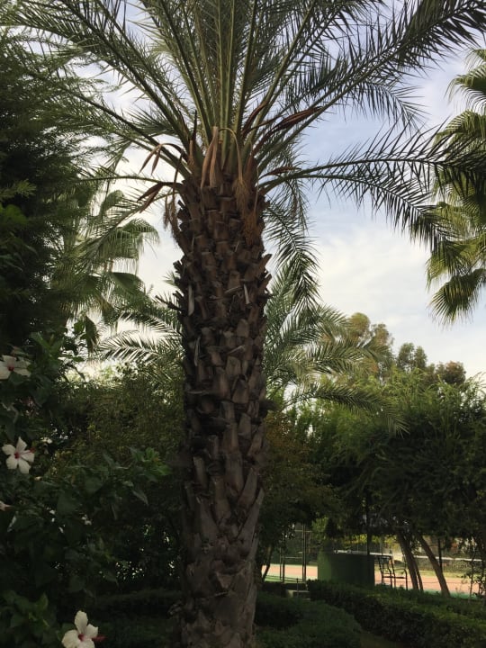 Gartenanlage Hotel Delphin Imperial