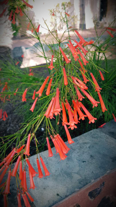 Gartenanlage allsun Hotel Esplendido