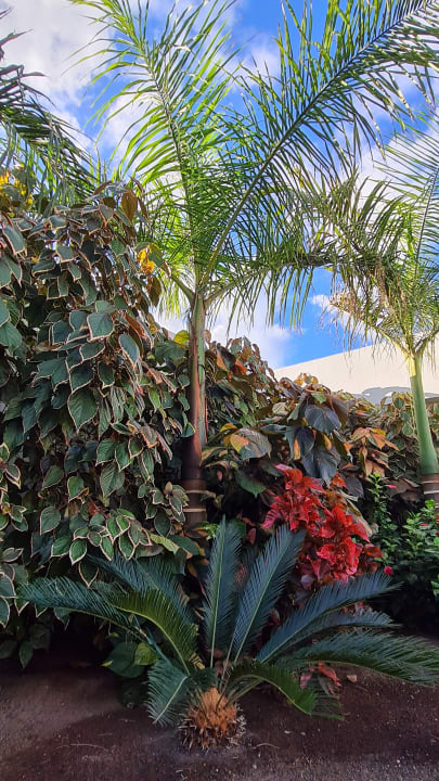 Gartenanlage Hotel Riu Buenavista