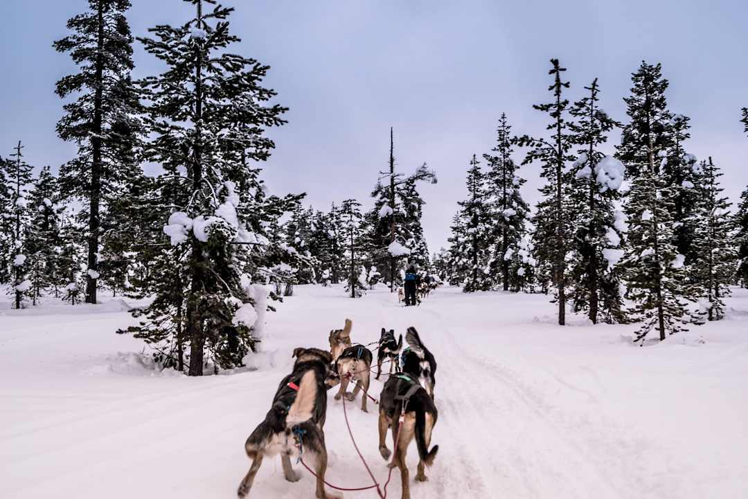 Huskytour Hotel Igloo Village Kakslauttanen