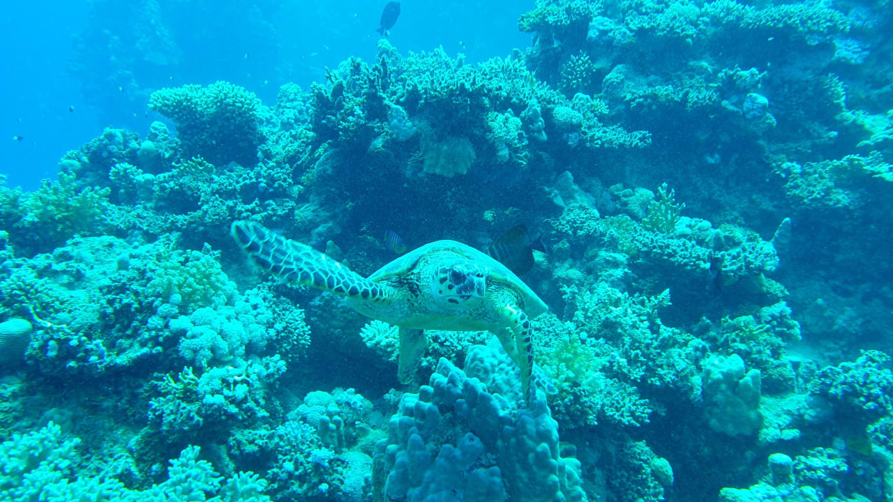 Sport & Freizeit Utopia Beach Club