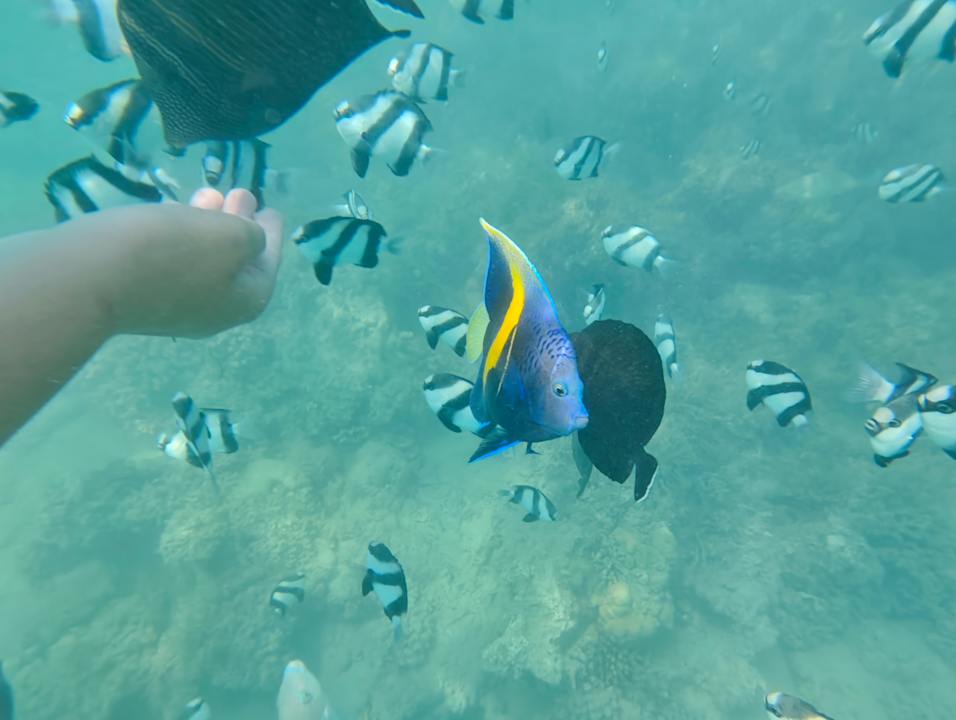 Strand Sentido Caribbean World Soma Bay