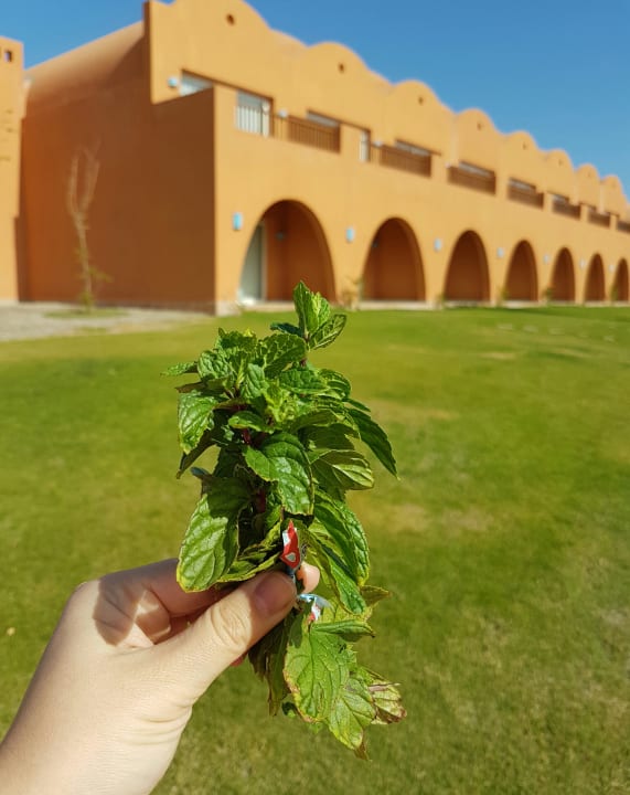 Gartenanlage Novotel Marsa Alam Beach Resort