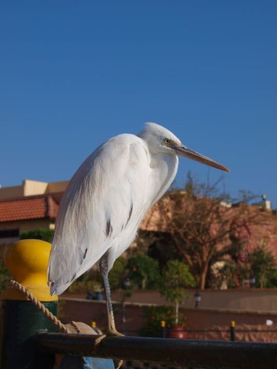 Hotelreier Pickalbatros Dana Beach Resort - Hurghada