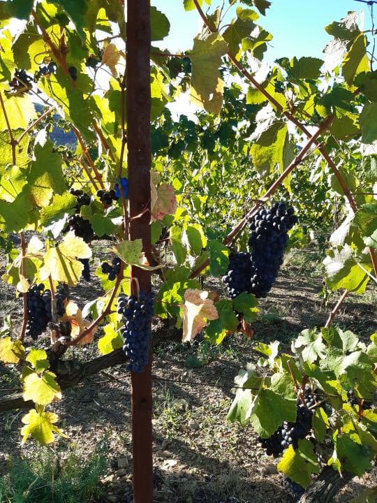 Gartenanlage Agriturismo Sostio A Levante