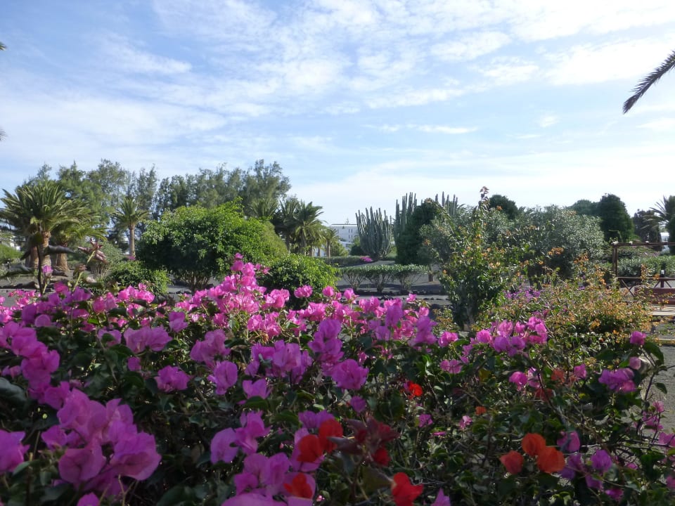 Gepflegter Garten Relaxia Olivina