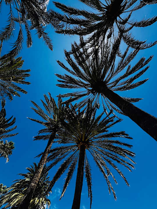 Gartenanlage ROBINSON JANDIA PLAYA