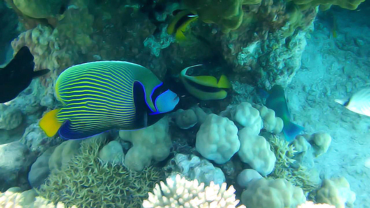 Imperator Kaiserfisch Lahami Bay Beach Resort