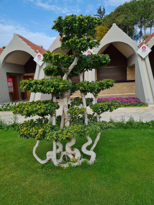Gartenanlage Arum Barut Collection