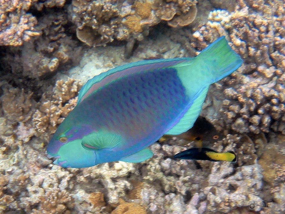 Sport & Freizeit Eri Maldives