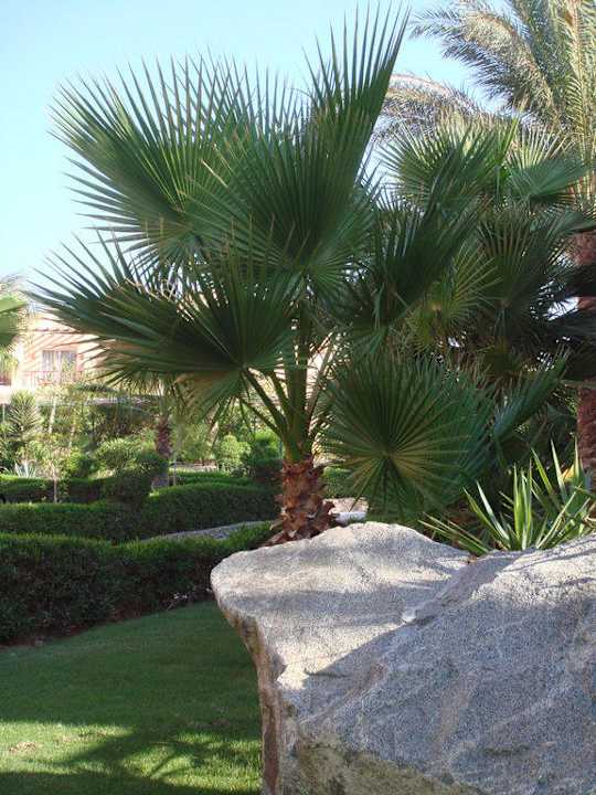 Palmen Jaz Makadi Gardens - TUI BLUE Makadi Gardens - Adults Friendly 16 Years Plus