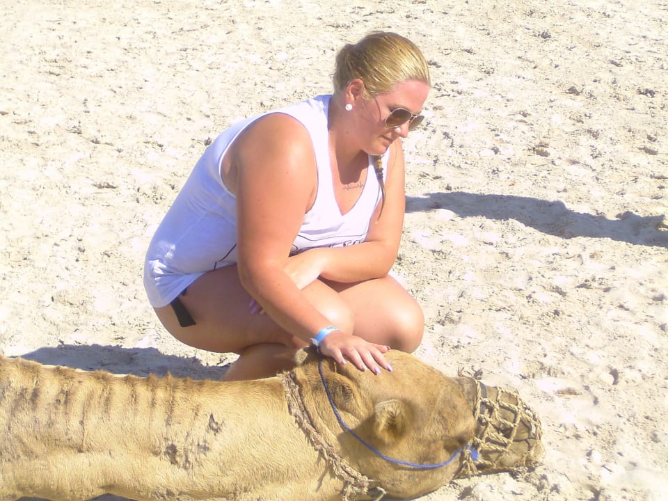 Streicheln von Strandkamel Calimera Yati Beach