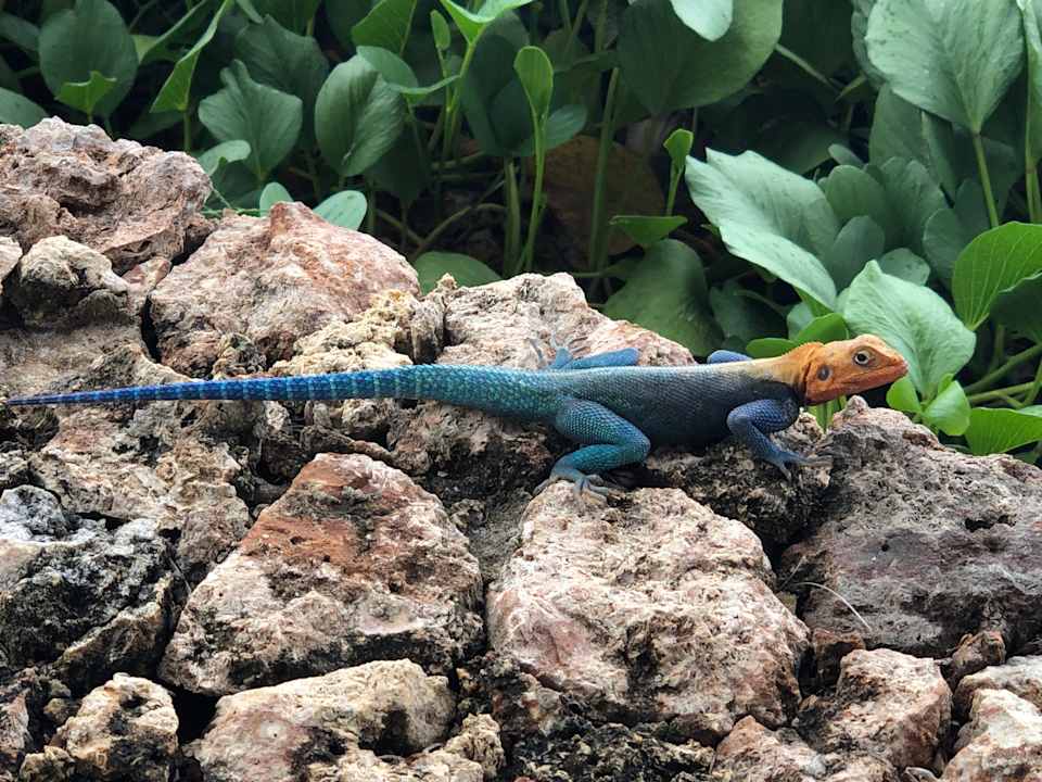 Pool Travellers Beach Hotel & Club