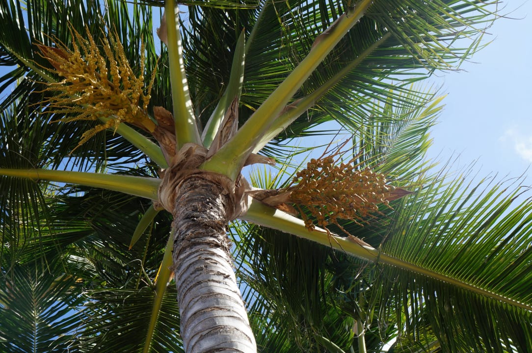 Palmy na plazy Royalton Splash Punta Cana