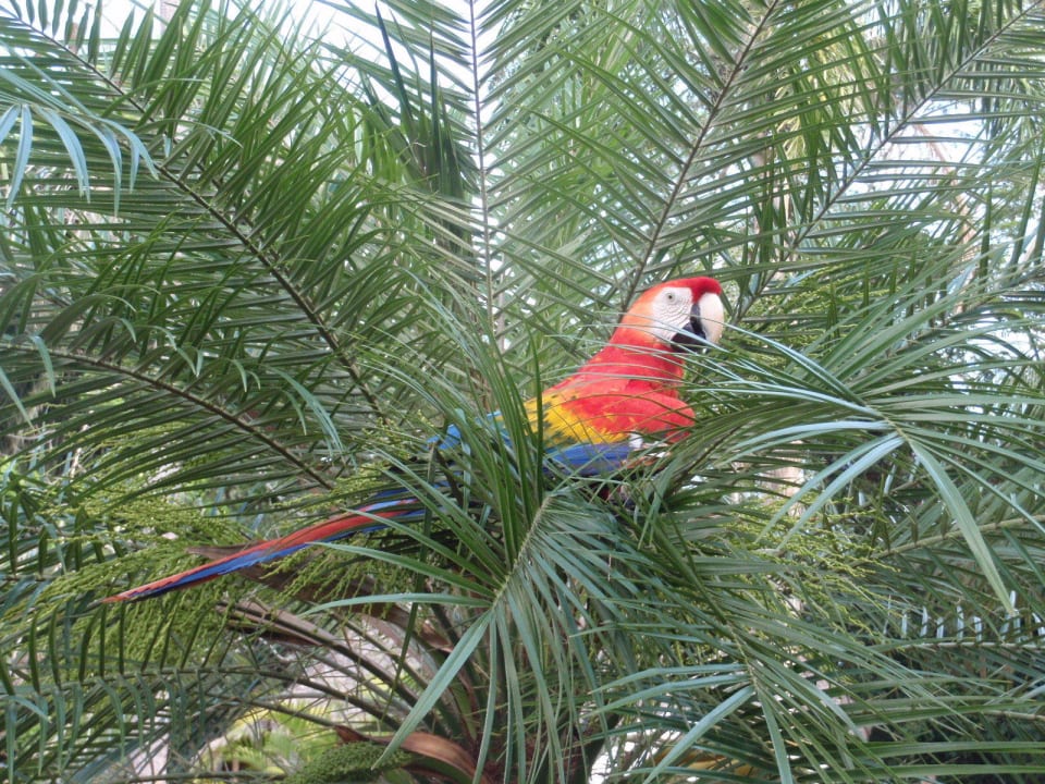 Un amico sempre in giro Corto Maltes Amazonia Lodge