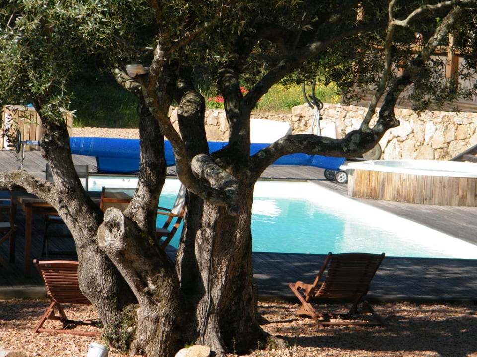 La piscine entourée d'olivier centenaire Chambres d'hôtes Les Jardins de Mathieu