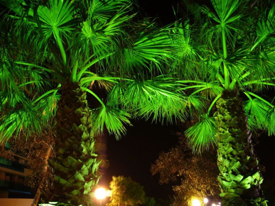 Palmen bei Nacht Hotel Calypso Beach