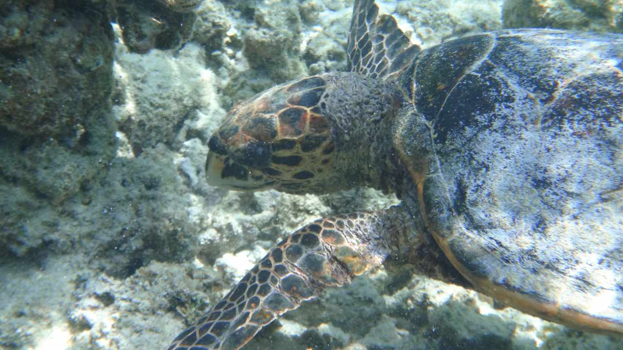 Turtle NH Collection Maldives Reethi Resort