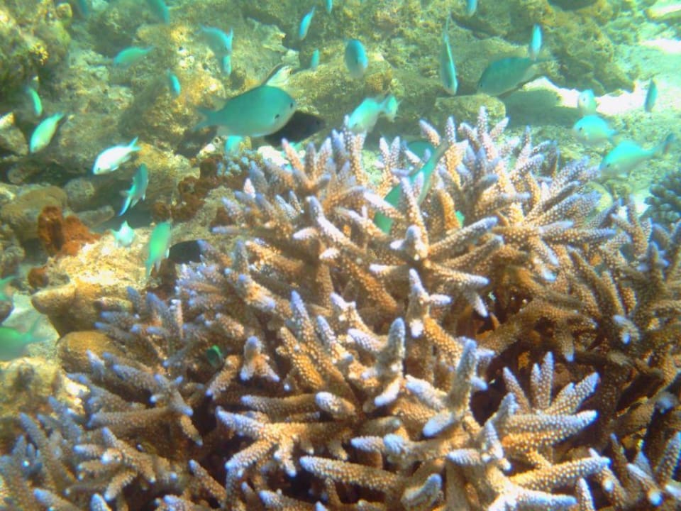 Schwarzachsel Schwalbenschwanz Summer Island Maldives