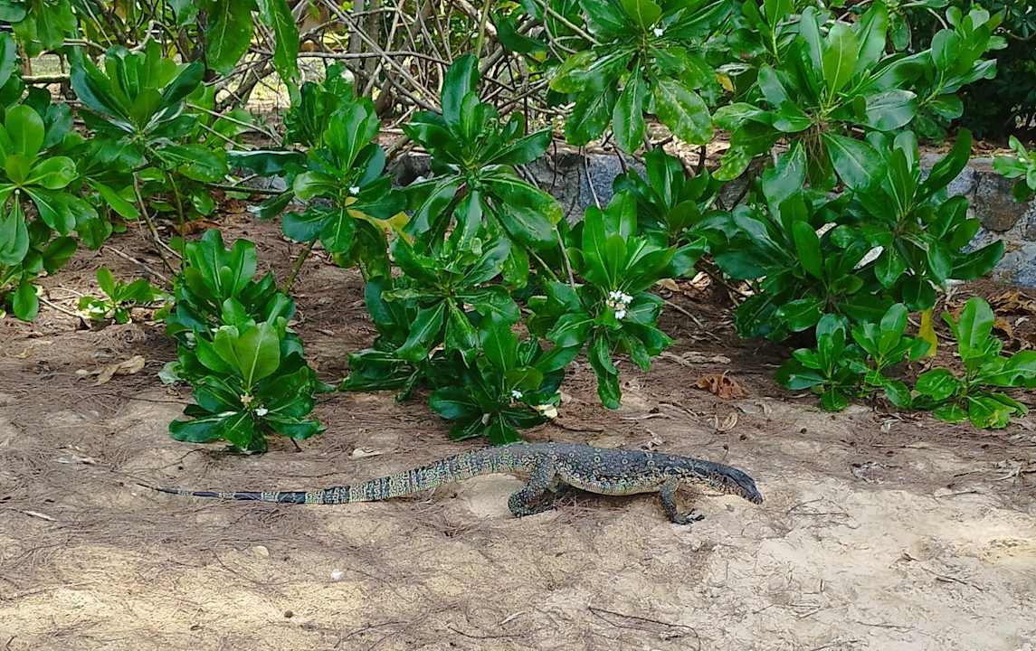 Gartenanlage Moracea by Khao Lak Resort