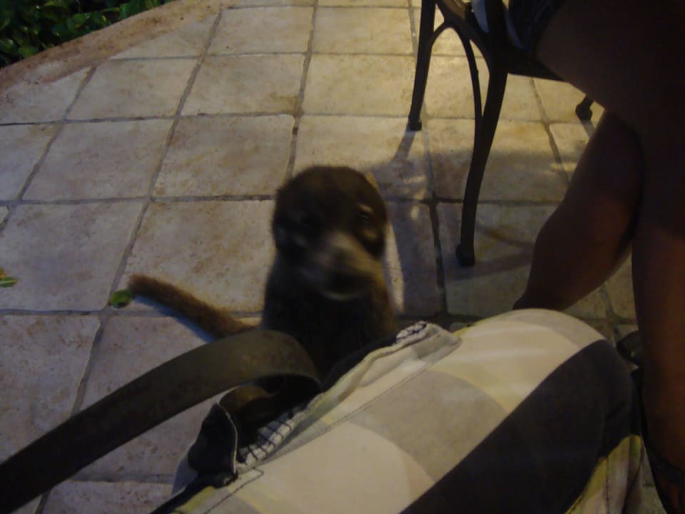 Hotel Catalonia Playa Maroma Catalonia Playa Maroma