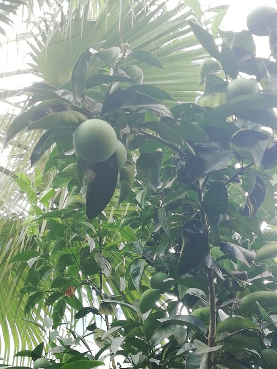 Gartenanlage Dream Family Club