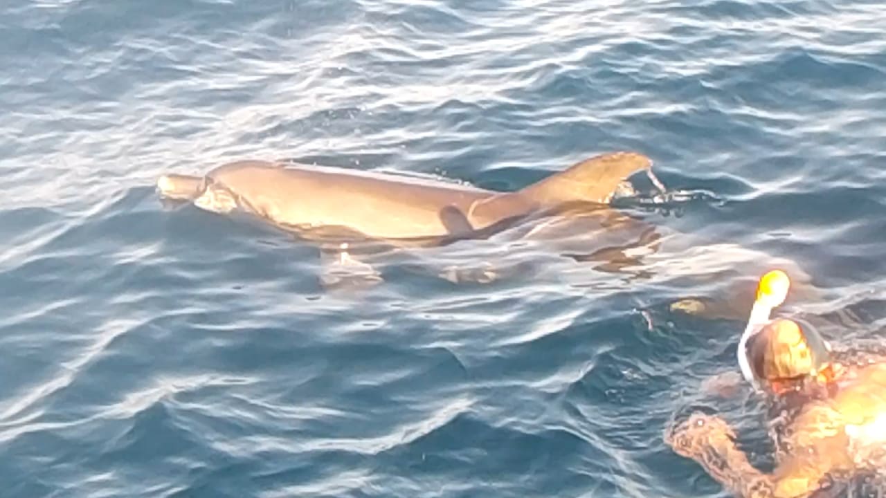 Strand Pickalbatros Sands Hotel - Port Ghalib