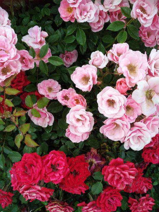 Gartenanlage Hotel Borjana