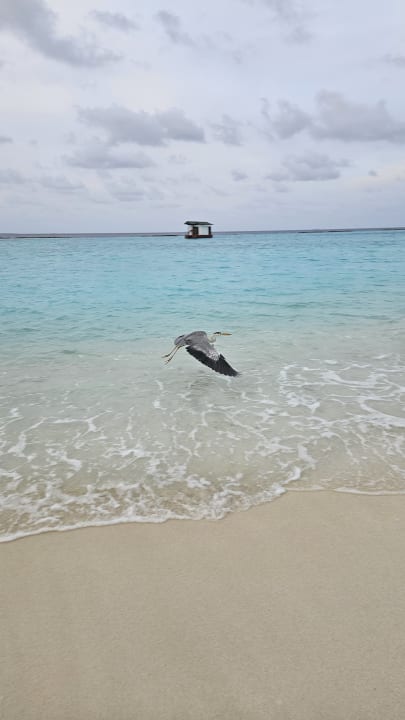 Strand Adaaran Select Meedhupparu Island Resort - Premium All Inclusive