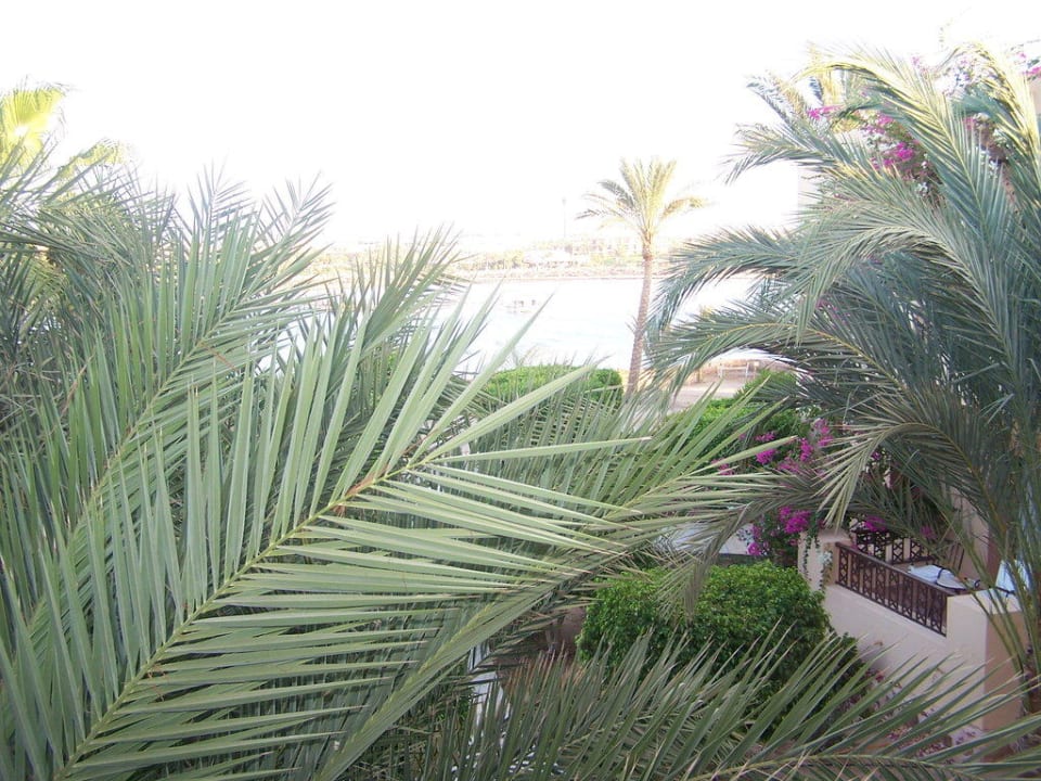 Ausblick Steigenberger Coraya Beach - Adults only