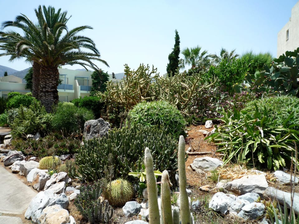 Kakteen-Garten der Hotelanlage Phãea Cretan Malia