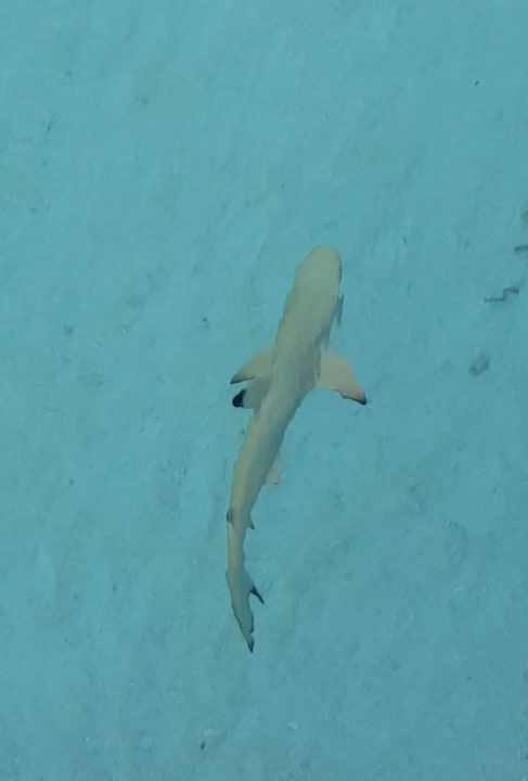 Strand Adaaran Select Meedhupparu Island Resort - Premium All Inclusive