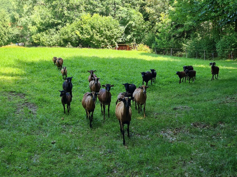 Gartenanlage Hotel Gut Schmelmerhof