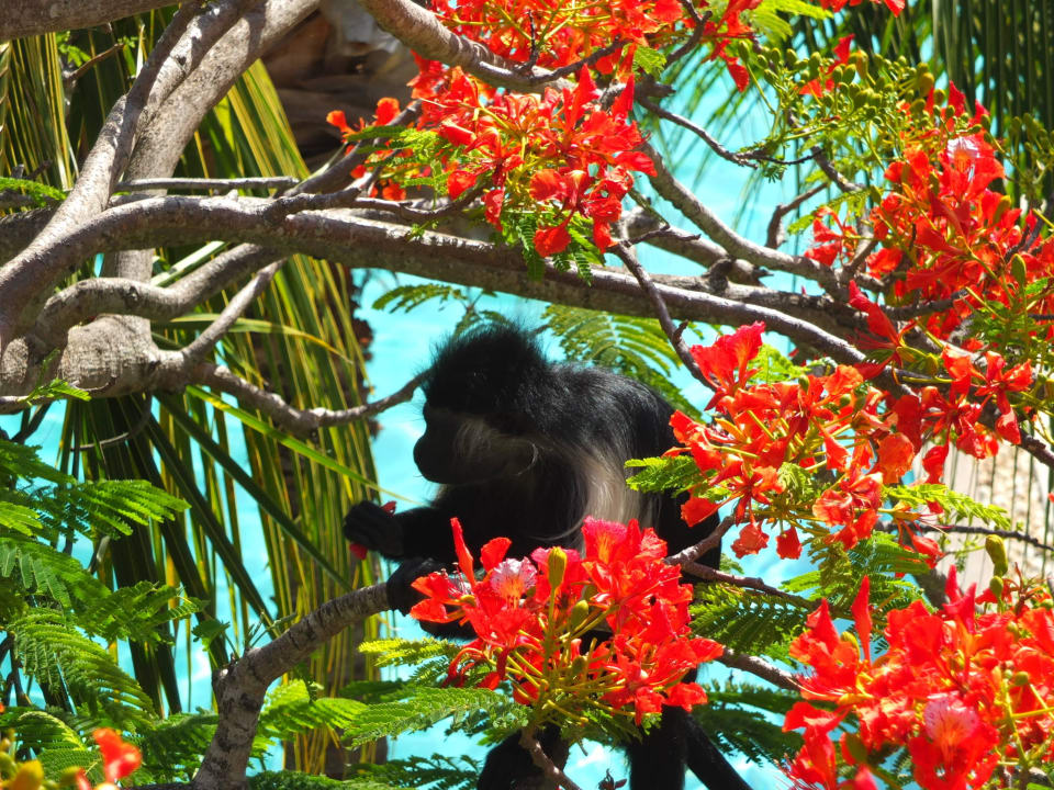 Nachmittagsgäste Hotel Southern Palms Beach Resort