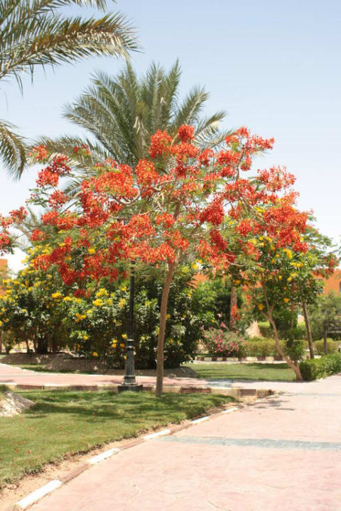 Bäume der Anlage Pickalbatros Dana Beach Resort - Hurghada