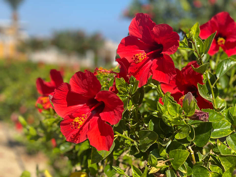 Gartenanlage Pickalbatros Villaggio Resort - Portofino