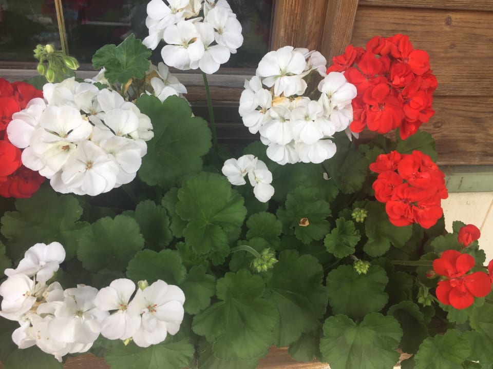 Gartenanlage Hotel Ferienparadies Lerch