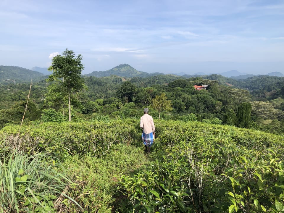 Außenansicht Hotel Tree of Life Nature Resort